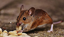 24 Hour & Emergency Exterminators in Hamden, CT